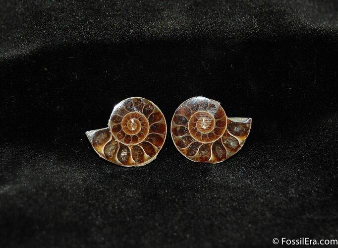Small Desmoceras Ammonite Pair #413